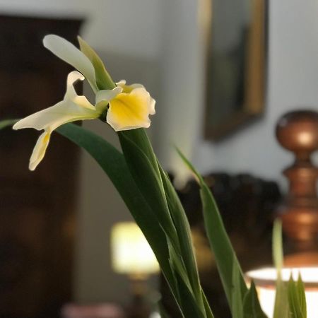 Appartamento Stibbert Firenze Bagian luar foto